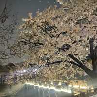 수원 벚꽃여행 🌸 바로 여기! ‘만석공원’ 