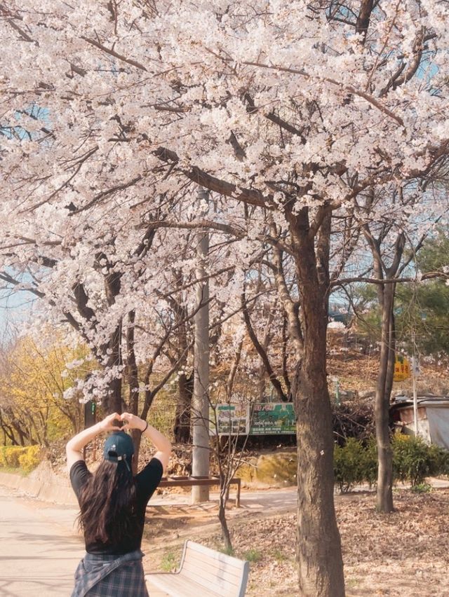 부천 사람들의 숨겨진 벚꽃 명소 역곡 수주로에 벚꽃 막차🫶