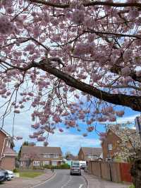 🇬🇧 영국 런던 벚꽃 명소, 크롤리 Crawley 🌸