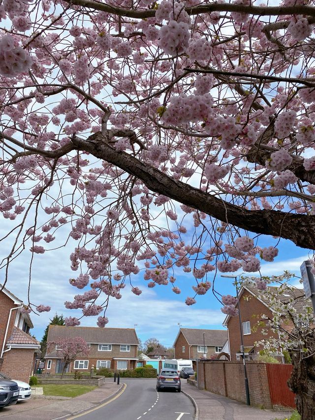 🇬🇧 영국 런던 벚꽃 명소, 크롤리 Crawley 🌸