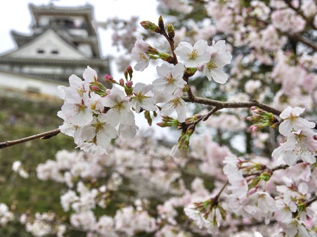 【高知市】日本百名城の春🌸