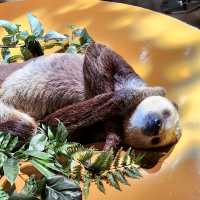 DMM Kariyushi水族館-將科技融入水族館內