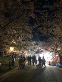 【兵庫・加古川】日岡山公園🌸