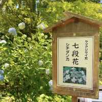 綠意海洋🌳🌿🌸神戶市立森林植物園