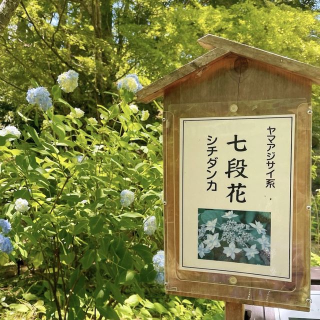 綠意海洋🌳🌿🌸神戶市立森林植物園