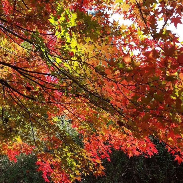 The View of Daegu Arboretum in Falling Season