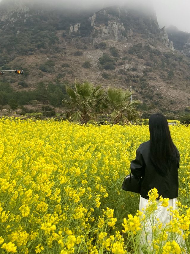 산방산뷰 제주 유채꽃밭을 소개합니다! 🌼
