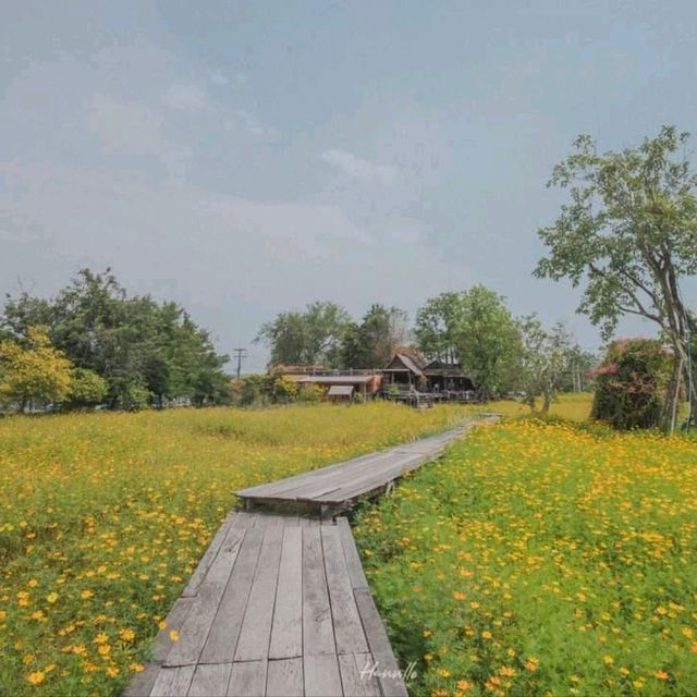 คาเฟ่สุดน่ารัก ท่ามกลางทุ่งดอกไม้ วิวภูเขา