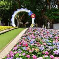 大埔海濱公園繡球花一樣咁燦爛👍👍👍