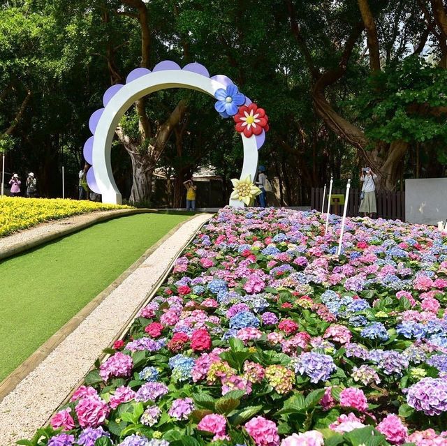 大埔海濱公園繡球花一樣咁燦爛👍👍👍