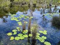 พายเรือคายัค ชมป่าเสม็ดโบราณ ที่สวนพฤกษศาสตร์ระยอง