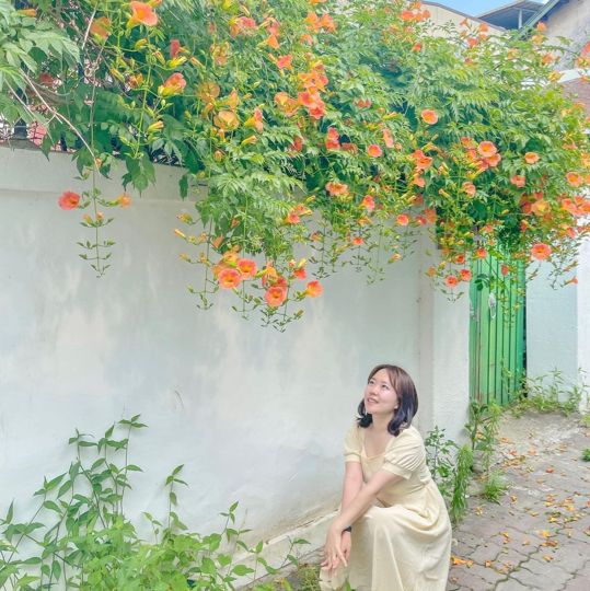 공주의 능소화 맛집들🧡