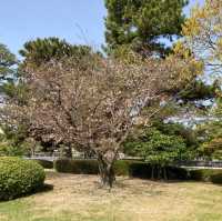 博多　大濠公園　桜が満開