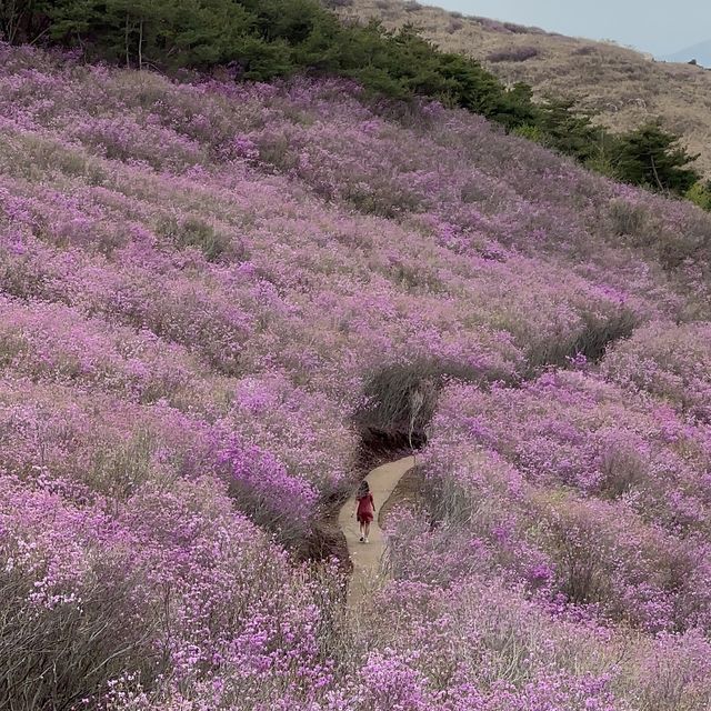 진달래로 가득한 창녕 화왕산 