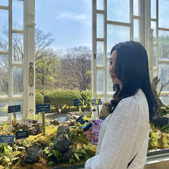 봄에는 창경궁💗 홍매화 보러 오세요🌸