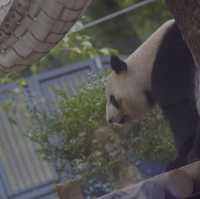 成田空港から一本「上野動物園」
