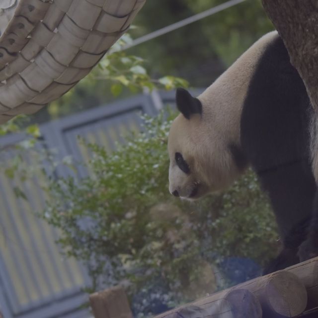 成田空港から一本「上野動物園」