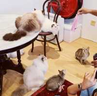 Ragdoll kitty galore