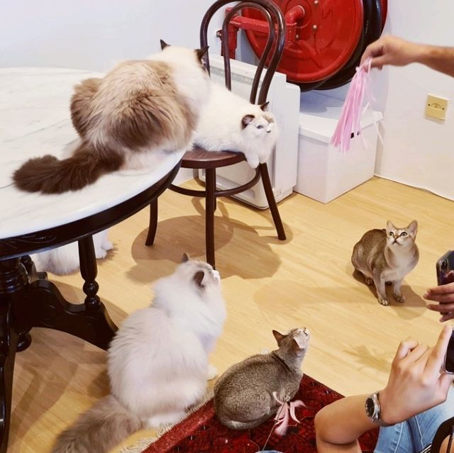 Ragdoll kitty galore