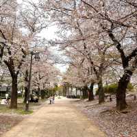 一個好有外國氣息而且好寧靜既賞花公園
