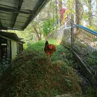 Fun Day in Borneo Happy Farm