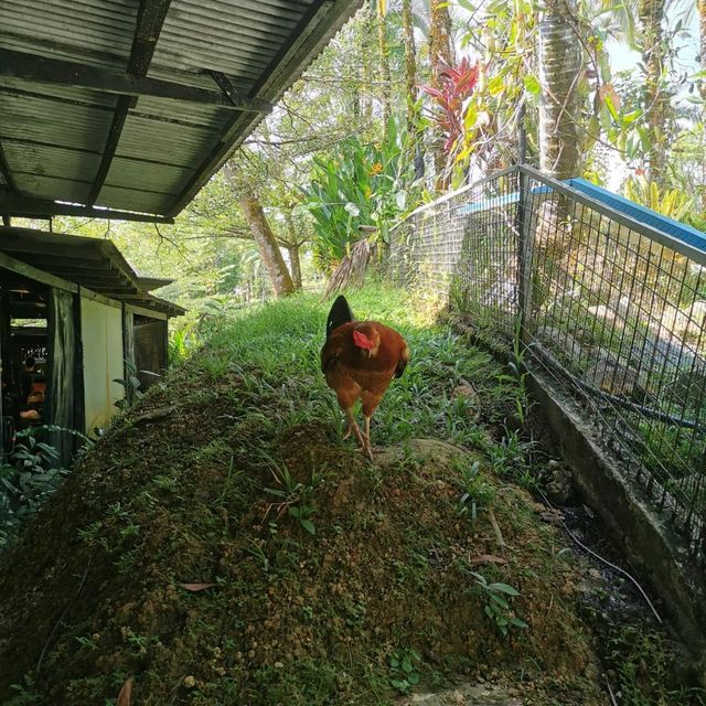 Fun Day in Borneo Happy Farm