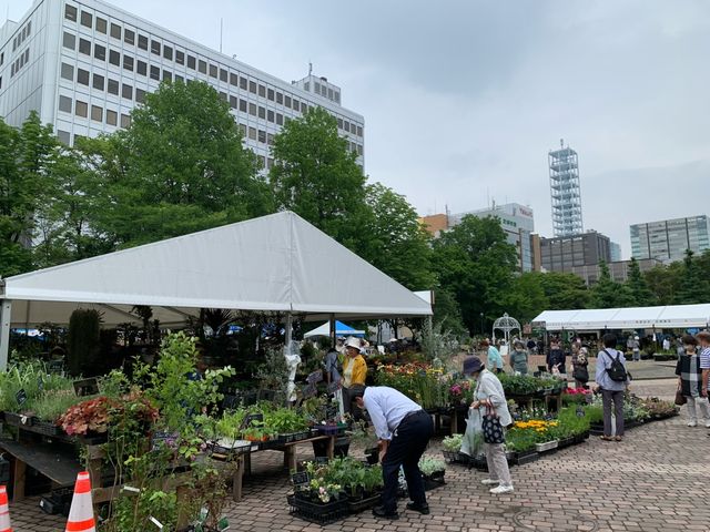 札幌　札幌観光　今がベストシーズン！初夏の札幌　花フェスタ！