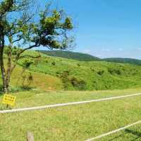 Summer Hike to Yangmingshan