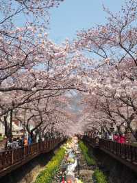 首爾出發😚鎮海市一日旅遊🥹3-4月必去賞櫻☺️
