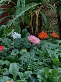 Garden by the bay Singapore 