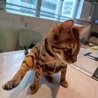 貓奴必去cafe