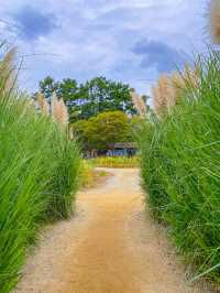 🌾팜파스 성지 가을 필수 여행 코스 태안 청산수목원