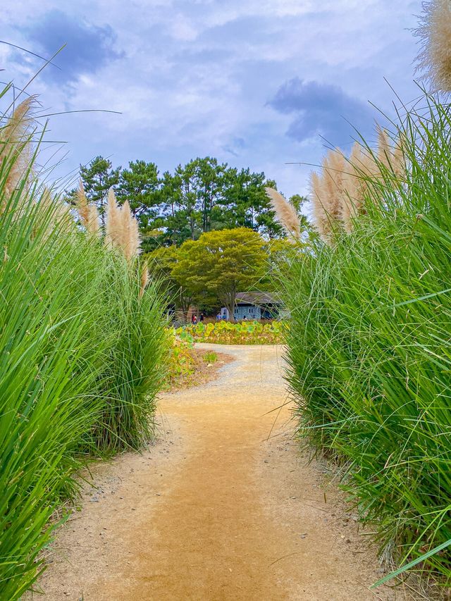 🌾팜파스 성지 가을 필수 여행 코스 태안 청산수목원