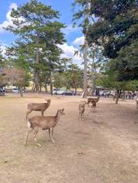 특별한 일본여행을 즐길 수 있는 사슴공원🦌