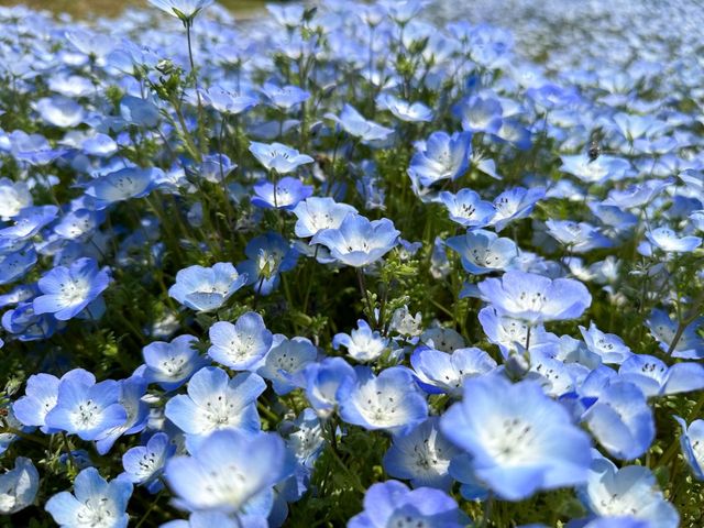 關東整片藍海~常陸海濱公園粉蝶花