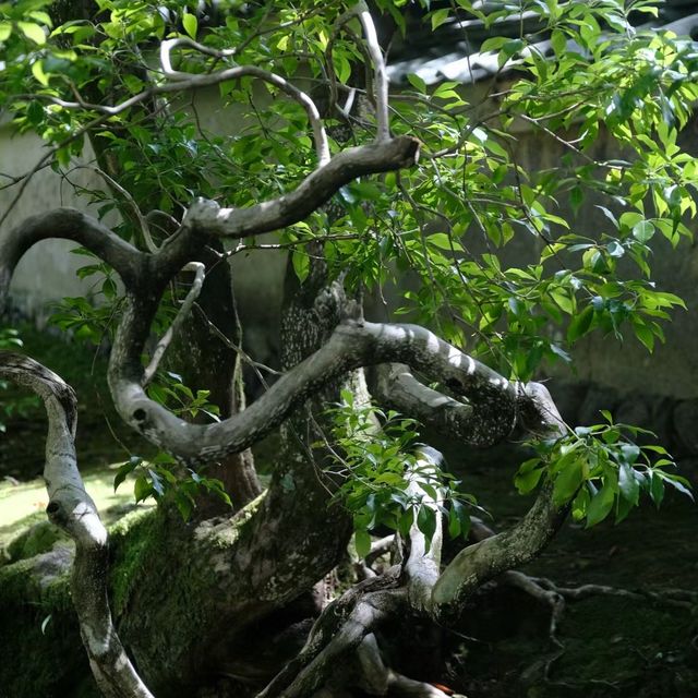 苔寺🕉充滿意境的「西芳寺」