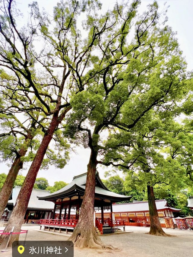 【埼玉】武蔵一宮氷川神社⛩