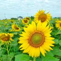 ทุ่งทานตะวันระแหง