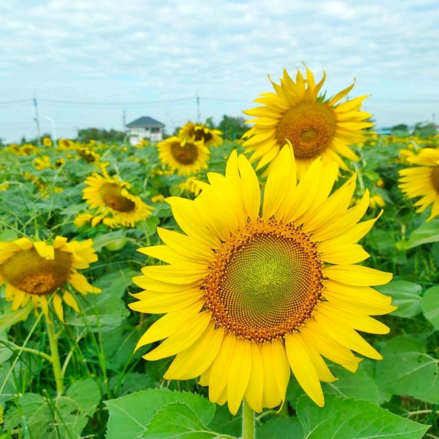 ทุ่งทานตะวันระแหง