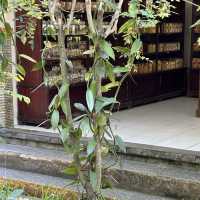 Luwak Coffee Plantation in Bali | Tampaksiring