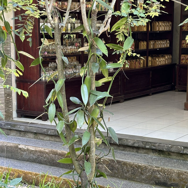 Luwak Coffee Plantation in Bali | Tampaksiring