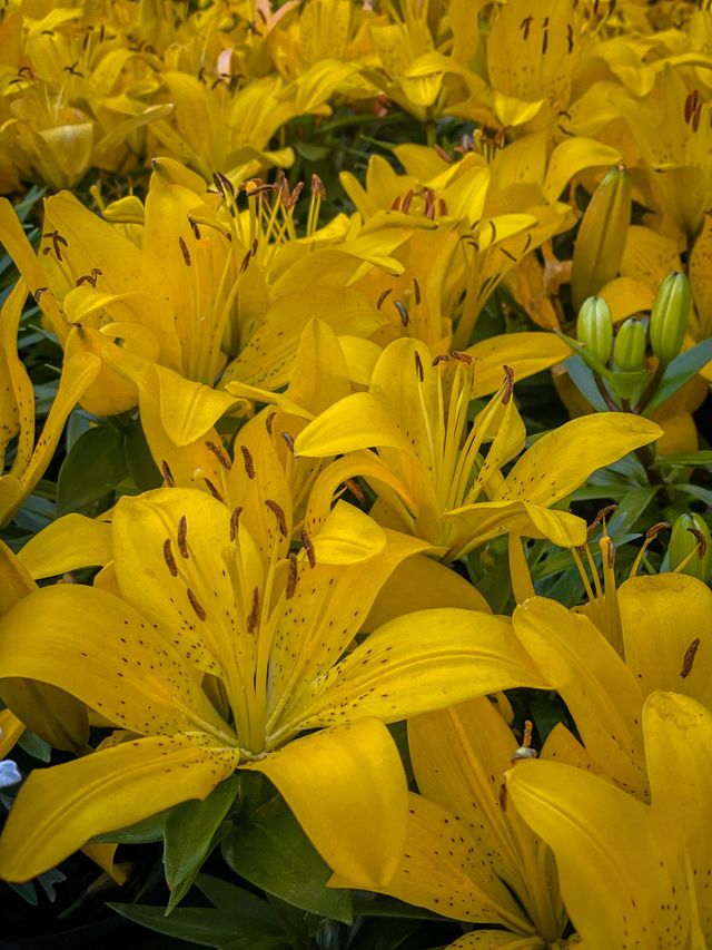 澳門偶遇上原始星球花卉展🌾