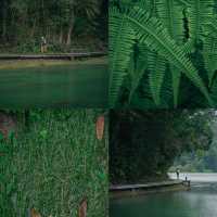 🚶🏻 MacRitchie Nature Trail 🌳 🇸🇬