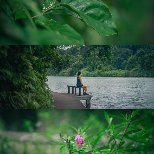 🚶🏻 MacRitchie Nature Trail 🌳 🇸🇬