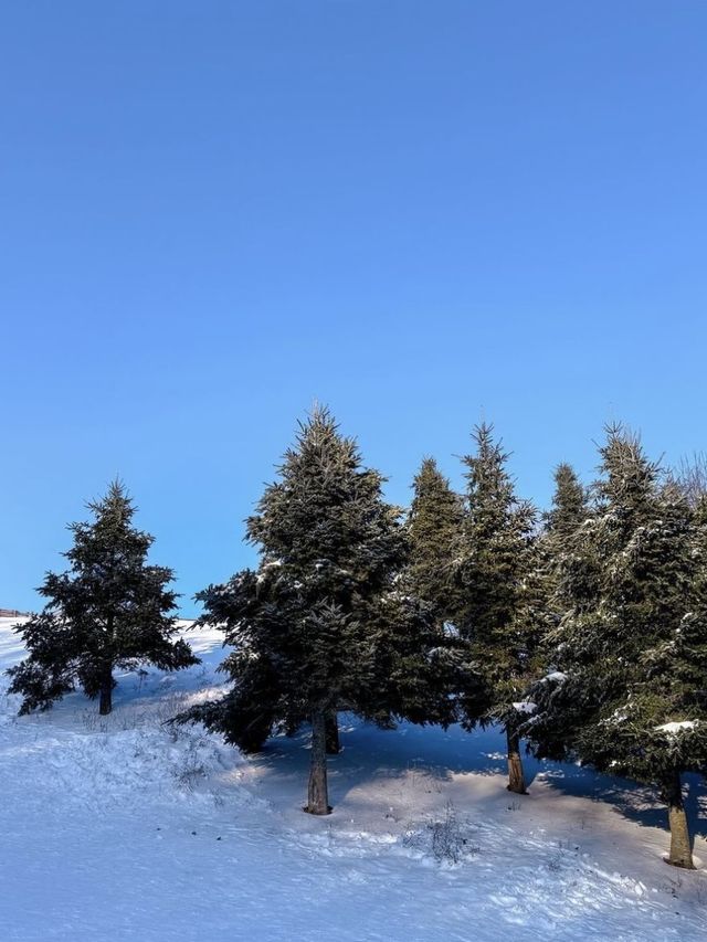 올겨울, 눈 오면 꼭 가야 할 새하얀 강원도🩵❄️