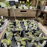 植物園！？素敵すぎる園芸ショップ！