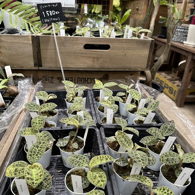 植物園！？素敵すぎる園芸ショップ！
