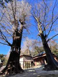 【春日部オススメ神社】　春日部八幡神社