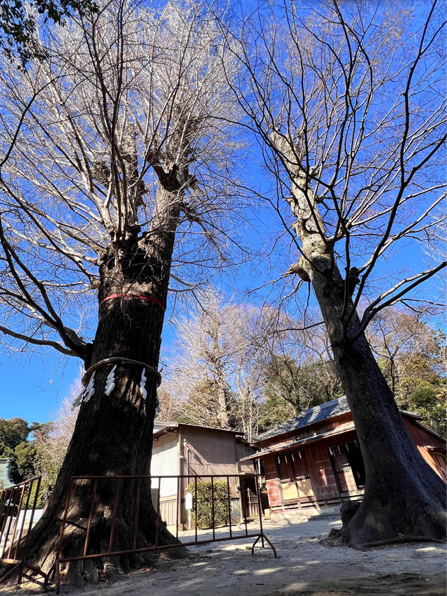 【春日部オススメ神社】　春日部八幡神社
