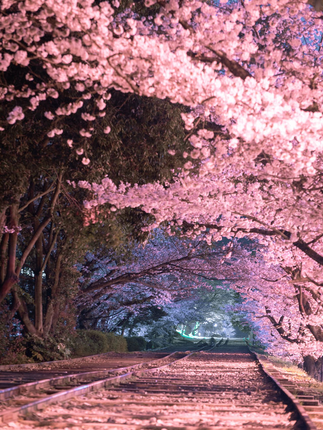 【桜といえば京都！✨】京都で見て欲しい桜スポット紹介！🌸 